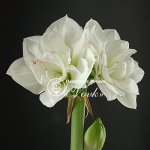 Цибулины амариллис White Amadeus