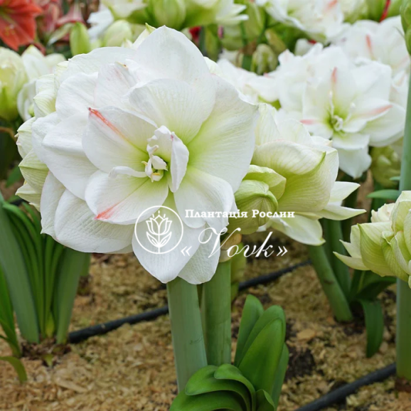 Цибулины амариллис White Amadeus