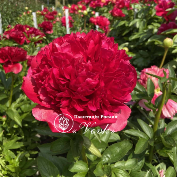 Кореневища півонії Belgravia