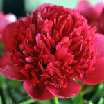 Кореневища півонії Belgravia