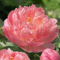 Кореневища півонії Pink Hawaiian Coral