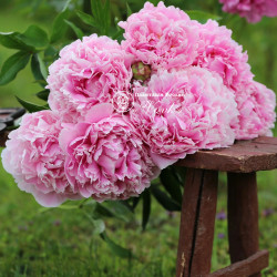 Корневища пиона Sarah Bernhardt "Select"