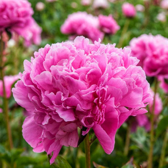 Кореневища півонії Edulis Superba