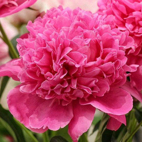 Кореневища півонії Edulis Superba