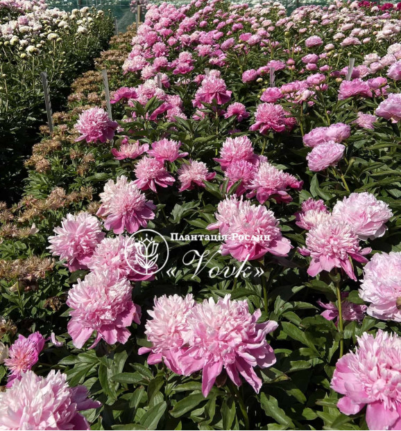 Кореневища півонії Edulis Superba