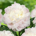 Кореневища півонії Florence Nicholls
