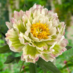 Кореневища півонії Green Lotus
