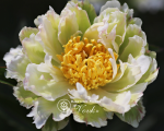 Кореневища півонії Green Lotus