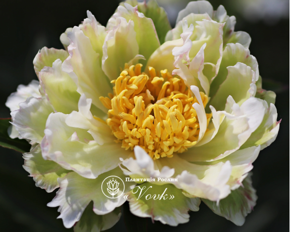Кореневища півонії Green Lotus