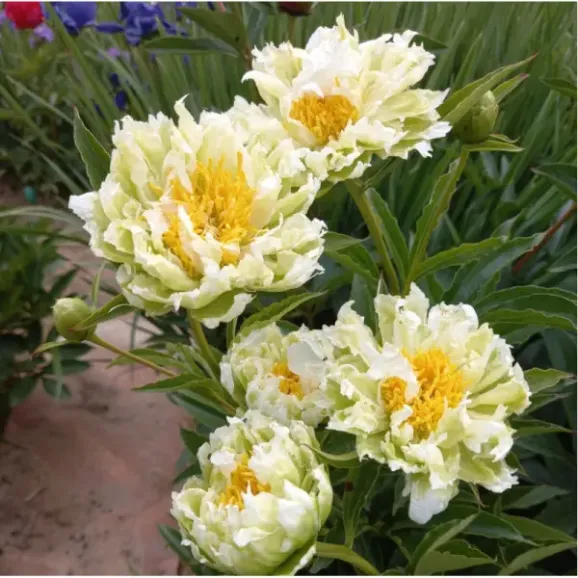 Кореневища півонії Green Lotus