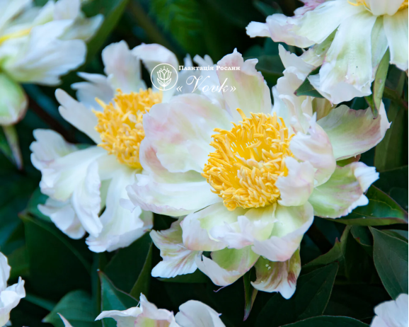 Кореневища півонії Green Lotus