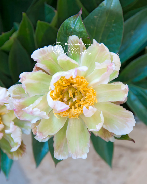 Кореневища півонії Green Lotus