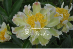 Кореневища півонії Green Lotus