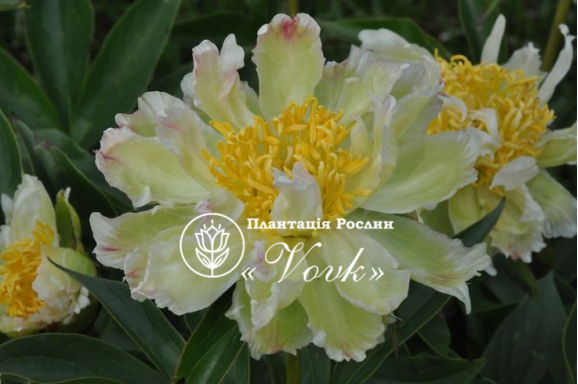 Кореневища півонії Green Lotus