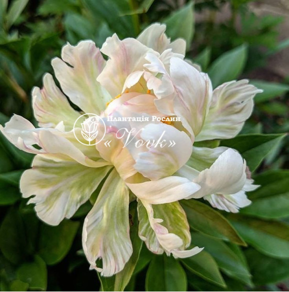 Кореневища півонії Green Lotus