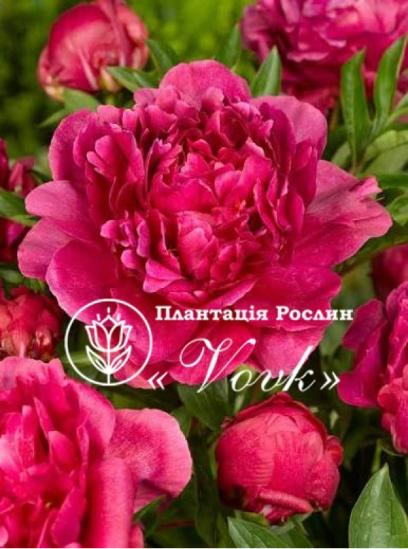 Кореневища півонії Kansas