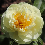 Кореневища півонії Lemon Chiffon