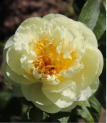 Кореневища півонії Lemon Chiffon