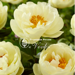 Кореневища півонії Lemon Chiffon