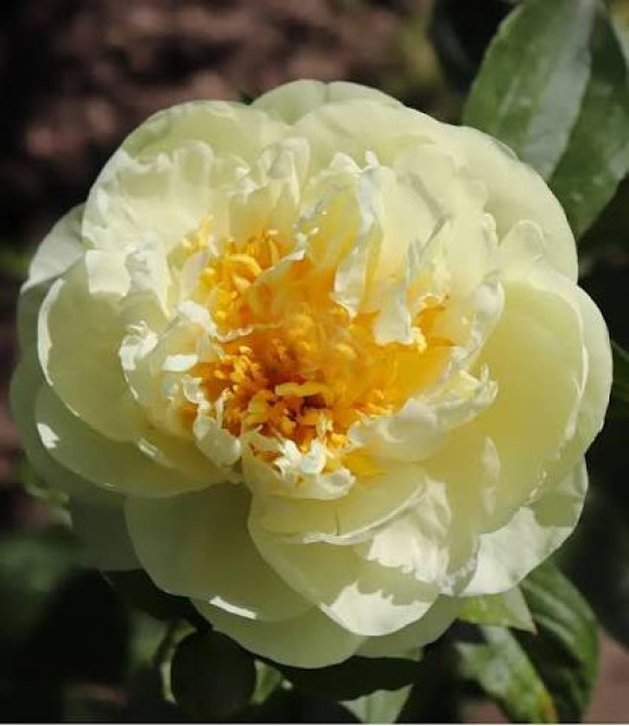 Кореневища півонії Lemon Chiffon
