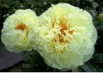 Кореневища півонії Lemon Chiffon