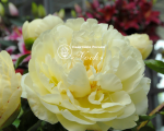Кореневища півонії Lemon Chiffon