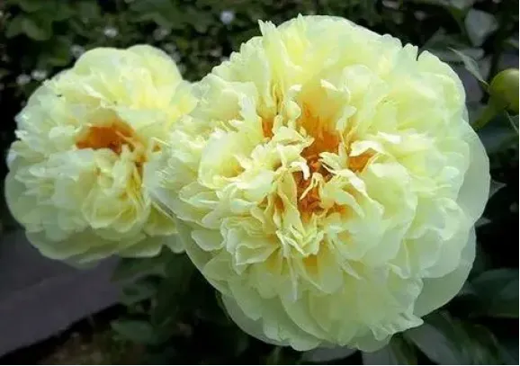 Кореневища півонії Lemon Chiffon