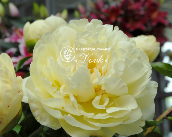 Кореневища півонії Lemon Chiffon