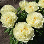Кореневища півонії Lemon Chiffon
