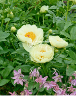 Кореневища півонії Lemon Chiffon