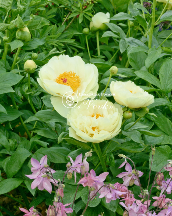 Кореневища півонії Lemon Chiffon