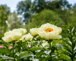 Кореневища півонії Lemon Chiffon