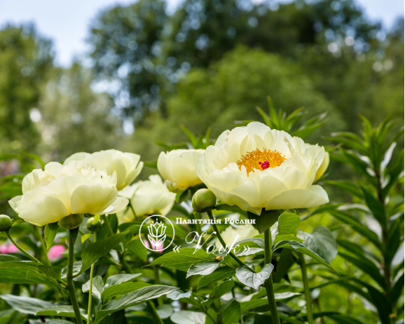 Кореневища півонії Lemon Chiffon