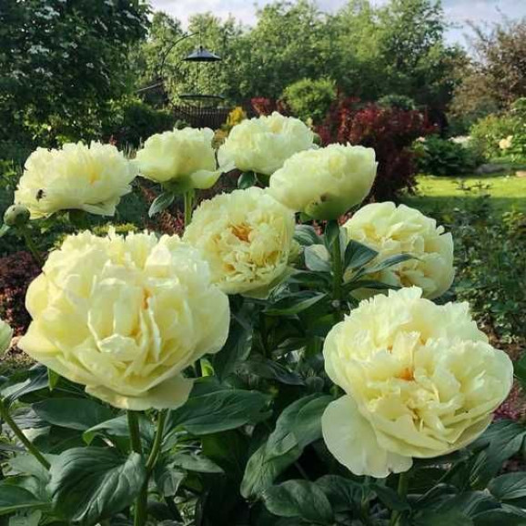 Кореневища півонії Lemon Chiffon