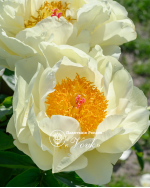 Кореневища півонії Lemon Chiffon