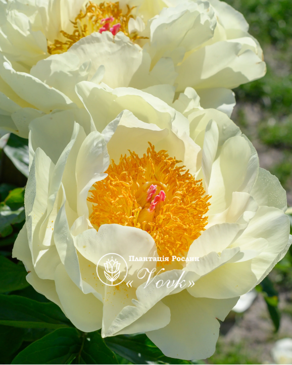 Кореневища півонії Lemon Chiffon