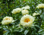 Кореневища півонії Lemon Chiffon