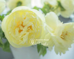 Кореневища півонії Lemon Chiffon