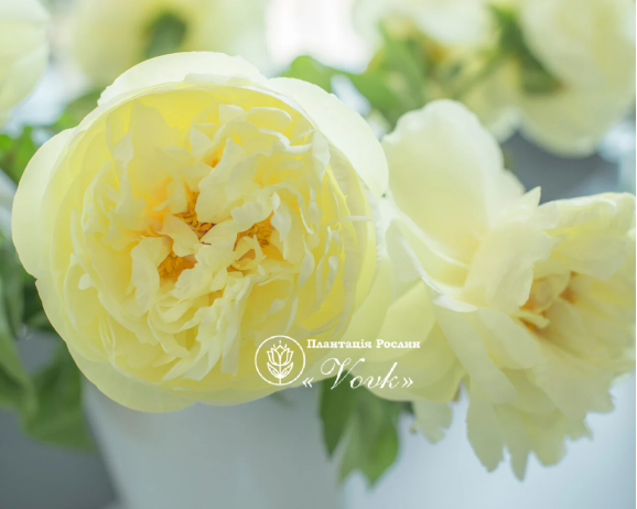 Кореневища півонії Lemon Chiffon