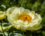 Кореневища півонії Lemon Chiffon