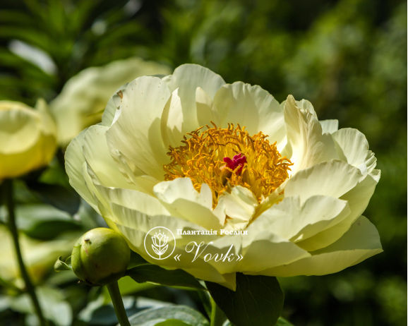 Кореневища півонії Lemon Chiffon