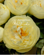 Кореневища півонії Lemon Chiffon