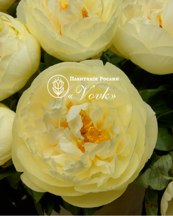 Кореневища півонії Lemon Chiffon