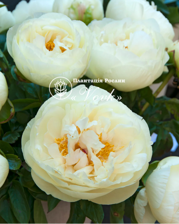 Кореневища півонії Lemon Chiffon