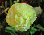 Кореневища півонії Lemon Chiffon