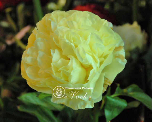 Кореневища півонії Lemon Chiffon