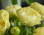 Кореневища півонії Lemon Chiffon