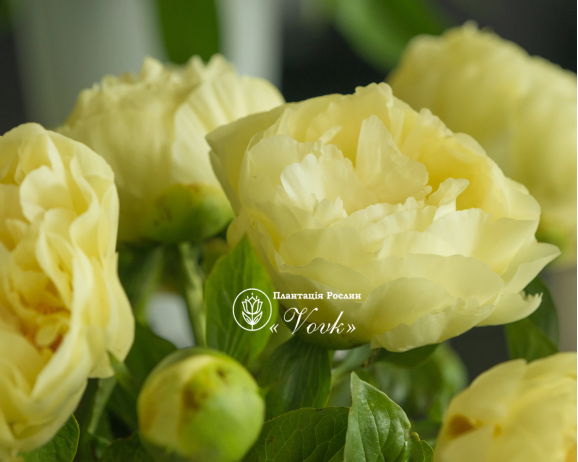 Кореневища півонії Lemon Chiffon