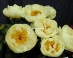Кореневища півонії Lemon Chiffon