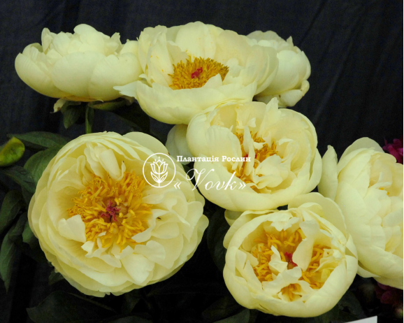 Кореневища півонії Lemon Chiffon